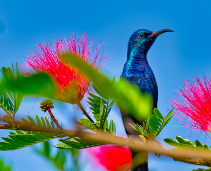 3 Nights 4 Days Bardia National Park Tour